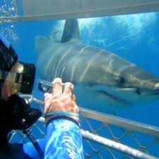 Shark Diving